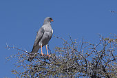 Pale chanting goshawk (Melierax canorus) on a branch, Kgalagadi Transfrontier Park reserve, Namibia