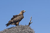 Tawny eagle (Aquila rapax) nesting, Kgalagadi Transfrontier Park Reserve, Namibia