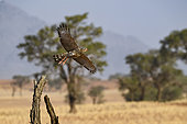 Dark chanting Goshawk (Melierax metabates) juvenile in flight, Namib Rand Family Hideout, Namib Desert Reserve, Namibia