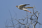 Pale chanting goshawk (Melierax canorus) in flight, Kgalagadi Transfrontier Park reserve, Namibia