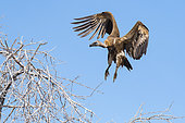 African White-Backed Vulture (Gyps africanus) in flight, Etosha National Park, Namibia