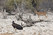 Lapped-faced vulture (Torgos tracheliotus) on the ground, Etosha National Park, Namibia