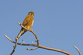 Rock Kestrel (Falco rupicolus) on a branch, Epupa Falls, Namibia