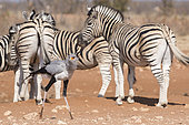 Secretarybird (Sagittarius serpentarius) and Burchell's Zebra (Equus quagga burchellii), Etosha National Park, Namibia