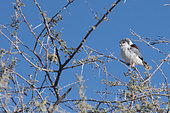 Pygmy falcon (Polihierax semitorquatus) on a branch, Namibia