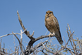 Rock Kestrel (Falco rupicolus) on a branch, Namibia
