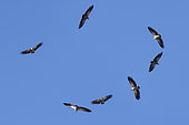 White-backed vultures (Gyps africanus) in circling flight in an updraft, Thakadu bush camp, Madikwe Game Reserve, Namibia