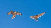 Lanner Falcon (Falco biarmicus) in flight, Kgalagadi Transfrontier Park Reserve, Namibia