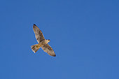 Lanner Falcon (Falco biarmicus) in flight, Kgalagadi Transfrontier Park Reserve, Namibia
