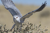 Black-shouldered Kite (Elanus caeruleus) in flight, Kgalagadi Transfrontier Park Reserve, Namibia