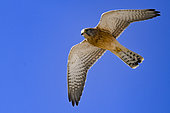 Rock Kestrel (Falco rupicolus) in flight, Namibia