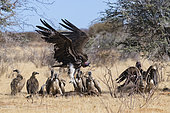Lapped-faced Vulture (Torgos tracheliotus) and African White-Backed Vulture (Gyps africanus), Etosha National Park, Namibia