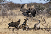 Black-backed jackal (Canis mesomelas) chasing Lapped-faced Vulture (Torgos tracheliotus) and African White-Backed Vulture (Gyps africanus), Etosha National Park, Namibia