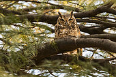 Spotted eagle-owl (Bubo africanus) on a branch, Namib Rand Family Hideout, Namib Desert Reserve, Namibia