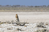 Greater Kestrel (Falco rupicoloides) on a branch, Etosha National Park, Namibia