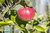 Apple 'Reinette Cul creux', Malus domestica 'Reinette Cul creux', fruit