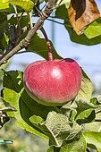 Apple 'Reinette Cul creux', Malus domestica 'Reinette Cul creux', fruit