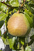 Pear 'De Fer', Pyrus communis 'De Fer', fruit