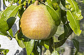 Pear 'De Fer', Pyrus communis 'De Fer', fruit