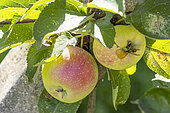 Apple 'Croisson de Boussy', Malus domestica 'Croisson de Boussy', fruits