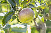 Apple 'Croisson de Boussy', Malus domestica 'Croisson de Boussy', fruit