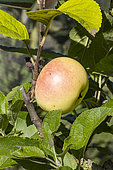 Apple 'Patentée', Malus domestica 'Patentée', fruit
