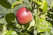 Apple 'Vert anglais', Malus domestica 'Vert anglais', fruit