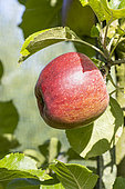Apple 'Vert anglais', Malus domestica 'Vert anglais', fruit