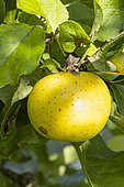 Apple 'Reinette Abri', Malus domestica 'Reinette Abri', fruit