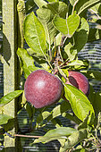 Apple 'Starkimson', Malus domestica 'Starkimson', fruit
