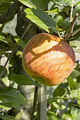 Apple 'Vista bella', Malus domestica 'Vista bella', fruit