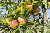 Apple 'Vista bella', Malus domestica 'Vista bella', fruits