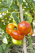 Marmande tomato, Solanum lycopersicum 'Marmande', fruits