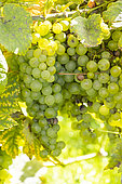 Chasselas de Fontainebleau' grape, Vitis vinifera 'Chasselas de Fontainebleau', fruits