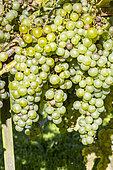 Raisin 'Chasselas de Fontainebleau', Vitis vinifera 'Chasselas de Fontainebleau', fruits