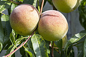 Peach 'Téton de Vénus', Prunus persica 'Téton de Vénus', fruits