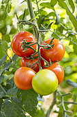 Bolstar Granda Tomato, Solanum lycopersicum 'Bolstar Granda', fruits