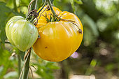 Hawaiian Pineapple tomato, Solanum lycopersicum 'Hawaiian Pinneapple', fruits