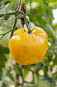 Hawaiian Pineapple tomato, Solanum lycopersicum 'Hawaiian Pinneapple', fruit