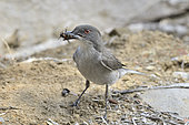 Fire-eyed Diucon (Xolmis pyrope), on the ground with insect in beak, Tepuhueico Natural Park, Chiloé Island, Lake District, Chile