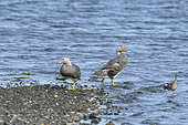 Fuegian Steamer Duck (Tachyeres pteneres), pair by the sea (female on the left, male on the right), Chonchi, Chiloé Island, Lake District, Chile