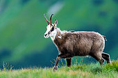 Chamois (Rupicapra rupicapra) walks on the mountain in the grass. High Tatras, Slovakia