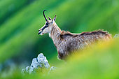 Chamois (Rupicapra rupicapra) standing in the grass on the mountain. High Tatras, Slovakia