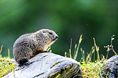 Alpine Marmot (Marmota marmota) young standing on the rock on the mountain, Alpes, Austria