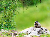 Alpine Marmot (Marmota marmota) standing on the rock on the mountain, Alpes, Austria
