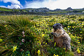 Alpine Marmot (Marmota marmota) standing on the grass on the mountain, Alps, Austria