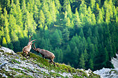 Two Alpine ibex (Capra ibex) are fighting on the mountain. Alps, Austria