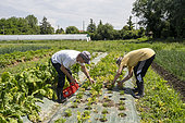 Harvesting parsley in the Les Pot'iront community garden in Décines. Shared garden and planting in open fields. The garden enables members to buy baskets of organic vegetables at a lower cost, Décines, Grand Lyon, France.