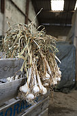 Bunching garlic in a farmer's shed, Billom, France.