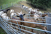 Goats in a pen at dawn before milking, Besse, France.